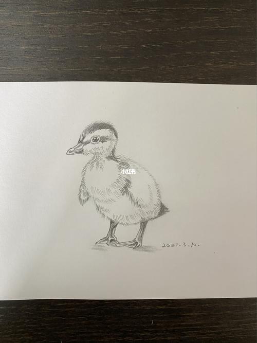 速写练习,毛茸茸的小鸭子_绘画_文化_绘画