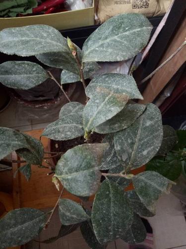 我养的茶花,都说灰霉病,用过很多次药了.叶子逐渐变色