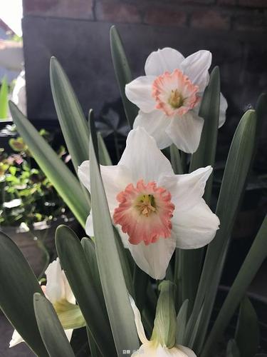 洋水仙-粉色魅力,单瓣的好仙～喜欢