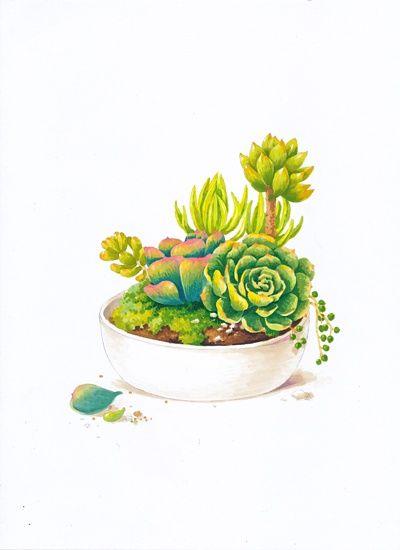 多肉~马克笔 绘画过程