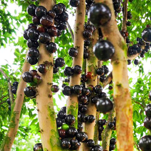 台湾沙巴嘉宝果树苗早生四季红妃当年结果艾斯卡树葡萄苗地栽盆栽