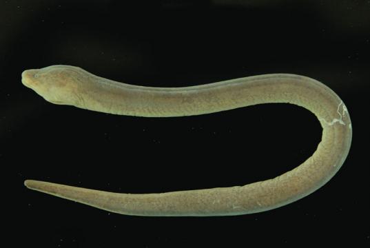 黄鳝属 genus monopterus - 台湾生命大百科 | 台湾大