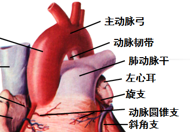 动脉韧带-百度百科