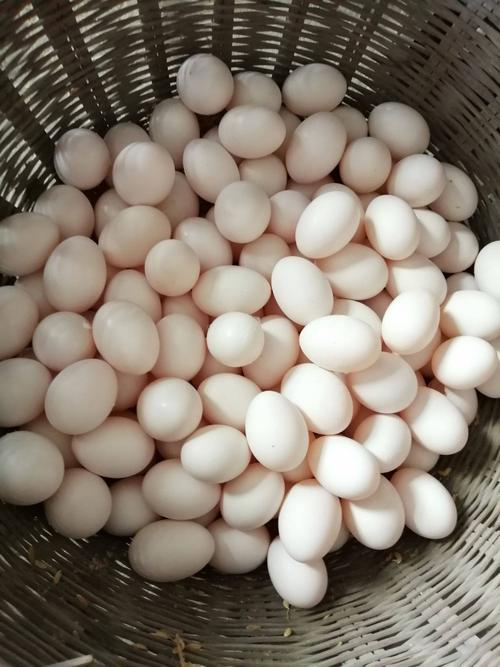 新鲜鸽子蛋