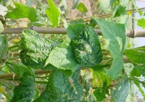 用海精灵生物刺激剂灌根或芸苔素内酯 高纯磷酸二氢钾喷施,以缓解药害