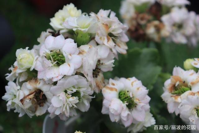 「罗伊长寿花」一株长寿花开4种颜色不同的花朵白里带
