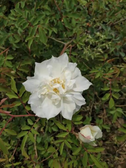 像日本的十六夜蔷薇(据说从中国传过去的),正是中国的重瓣缫丝花