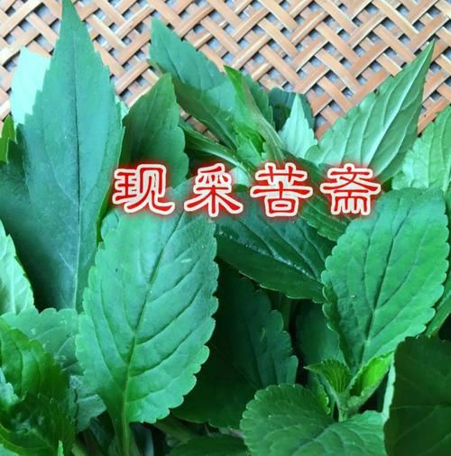 山河星农家自采现摘新鲜野生苦斋婆苦斋麻苦斋苦菜野菜煲汤败酱草