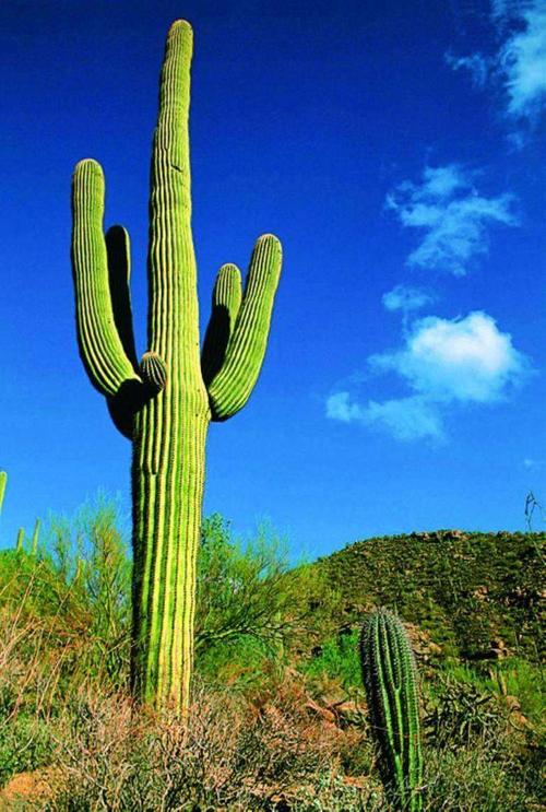 扶桑神木.巨型仙人掌树