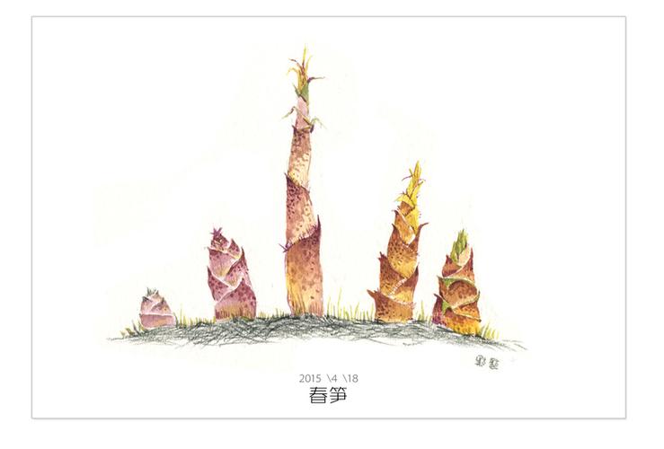 我在春天的后花园_春笋|绘画习作|插画|点一点123