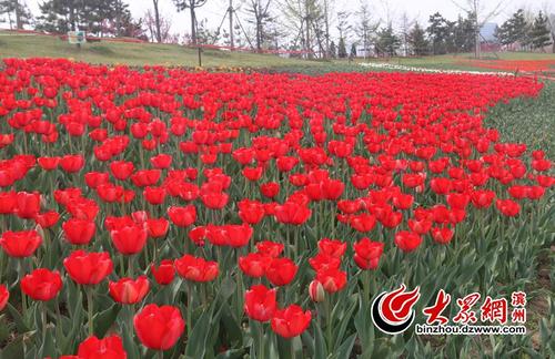 滨州秦皇河公园内郁金香开得火热
