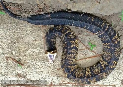 这种蛇对人类对攻击性吗男人常吃它补充雄性激素身体猛如虎