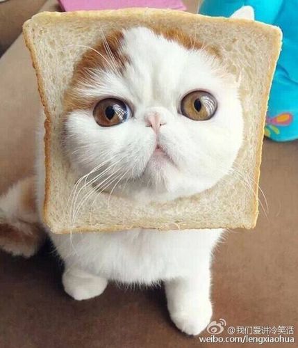面包猫咪