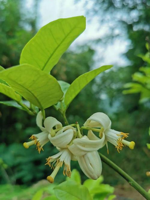 农村庭院里最常见的香橼果花