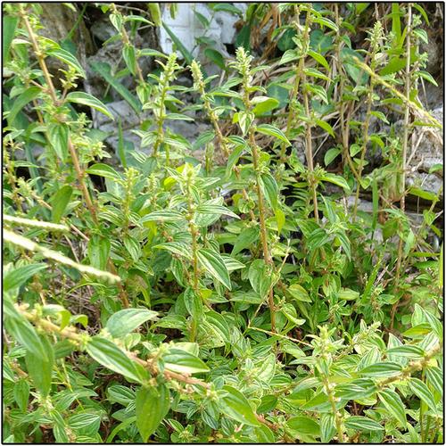 糯米团  印串草 蔓苎麻 盍药 糯米藤 雾水葛  捆仙绳 石薯 乌蛇草