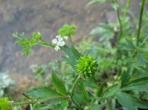 [转载]乙肝,肝硬化腹水克星神奇草(转发功德无量)