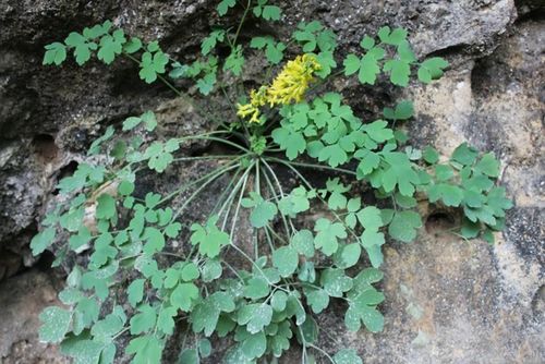 中医 中药大全 其他   岩黄莲又叫作岩黄连,它是石生黄堇的全草,我国