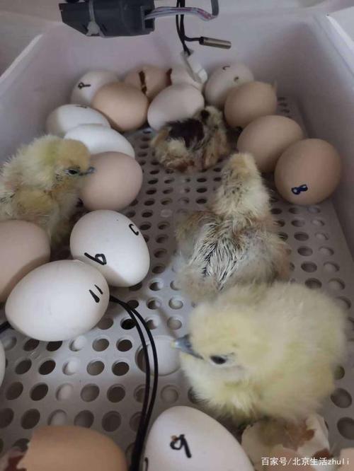 快看,快看,小鸡和小麻雀孵出来啰!