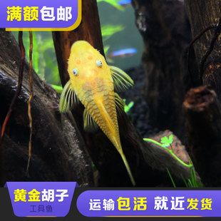 野生小鱼清缸鱼蓝眼黄金胡子鱼活体淡水垃圾鱼热带鱼清道夫观赏鱼