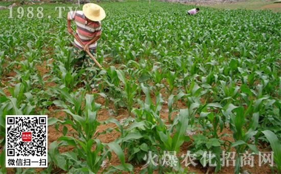 玉米的种植方法玉米田间管理技巧