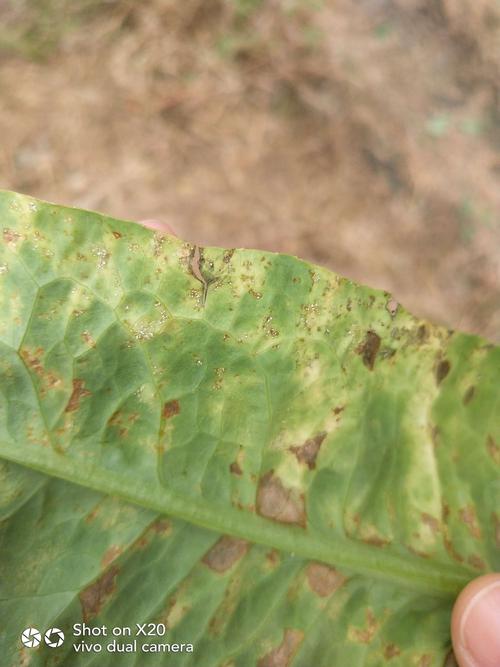 潮湿时,叶背病斑长出白色霉状物,此为病原菌的孢囊梗及孢子囊.