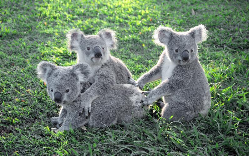 photographed at lone pine koala sanctuary, brisbane, australia