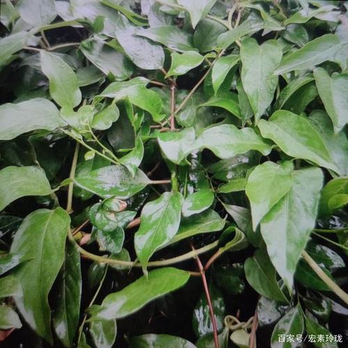 鸡屎藤名字虽不讨好,但两大功效和药食生机,倍受人们的青睐