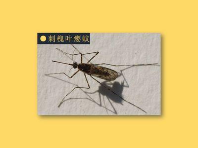 刺槐叶瘿蚊