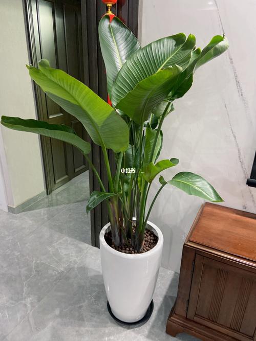 心心念念的天堂鸟终于入手了_天堂鸟_绿植_柜子_多肉植物_带娃_我家的