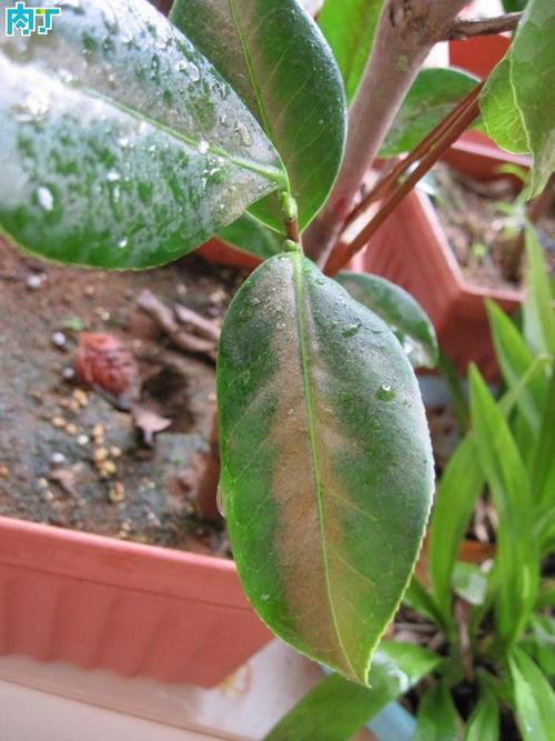 茶花受煤烟病侵害,其表面产生一层暗褐色至黑褐色霉层,以后霉层增厚