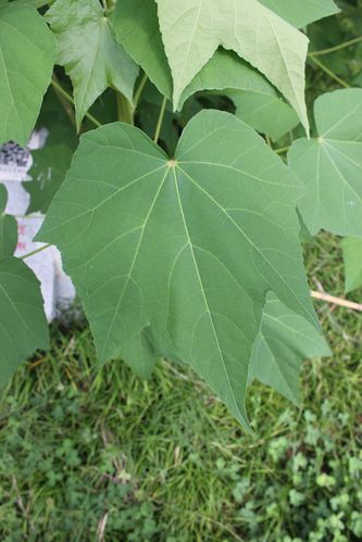 拉丁学名: hibiscus mutabilis linn 别称:芙蓉花,拒霜花,华木 科属