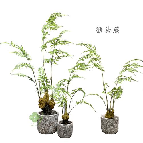 仿真猴头蕨金毛狗蕨假树室内中式森林系庭院造景装饰绿植物盆栽景