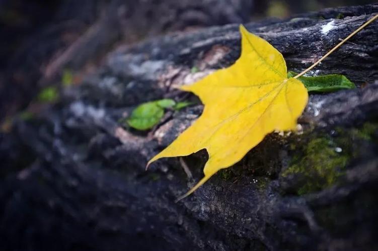 一叶知秋的唯美句子 适合金灿灿的秋天发朋友圈的说说