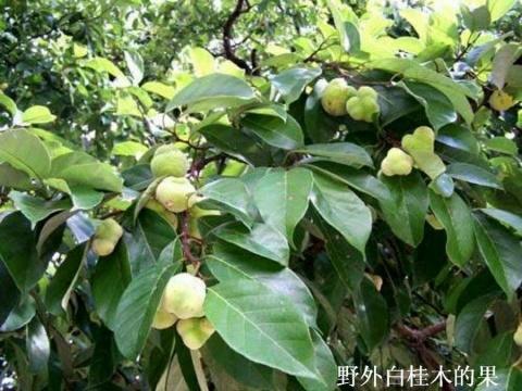 山海经中的白艹咎是桂木