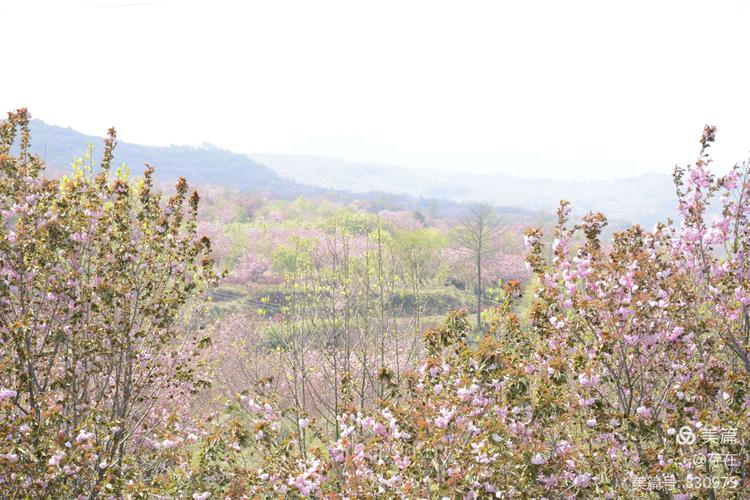 04.12号余姚上马岗樱花基地