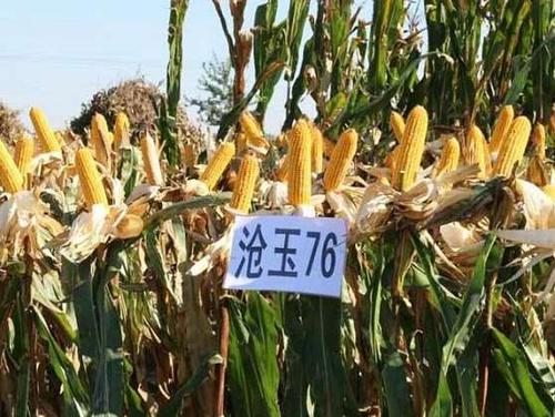 沧玉76玉米品种怎么样
