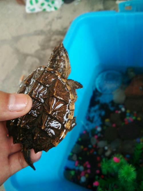 杂佛鳄龟怎么养爆刺 04