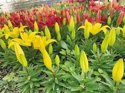 5月中旬你想看的万寿菊孔雀草安排上这里还有个开源节流的秘密