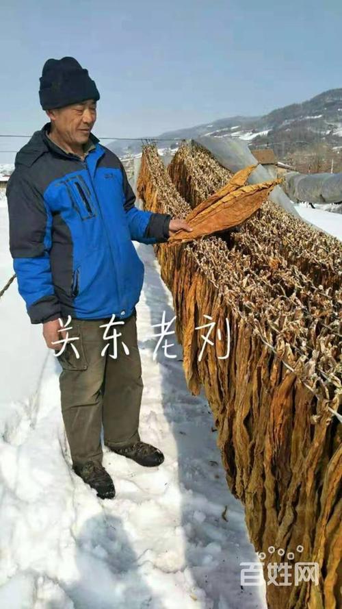 东北夹皮沟蛟河旱烟基地