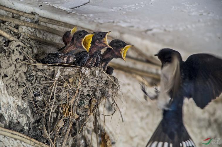 一组燕子喂雏图