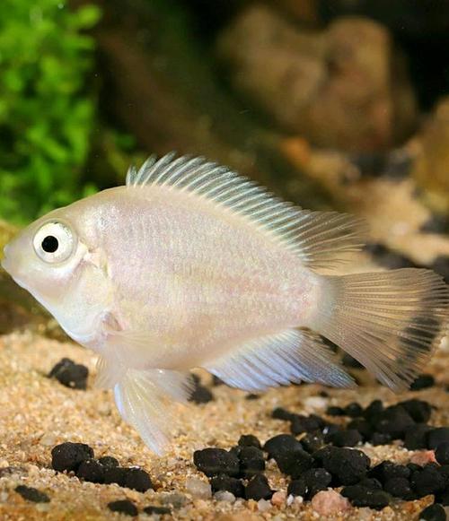 白金迷你鹦鹉鱼母鱼