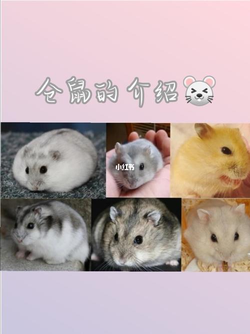 仓鼠的品种有哪些?_仓鼠_宠物_宠物其他