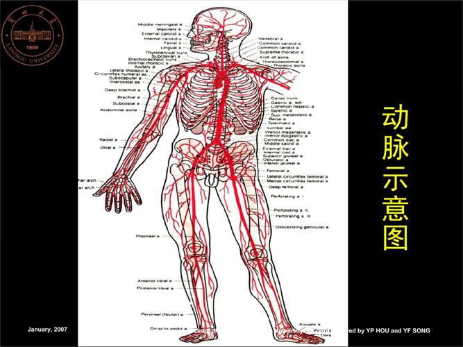 人体解剖学动脉系统-精选文档.ppt 57页