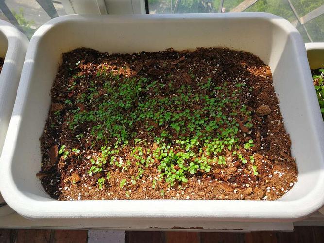 种花种草又一年2018年阳台种植全记录