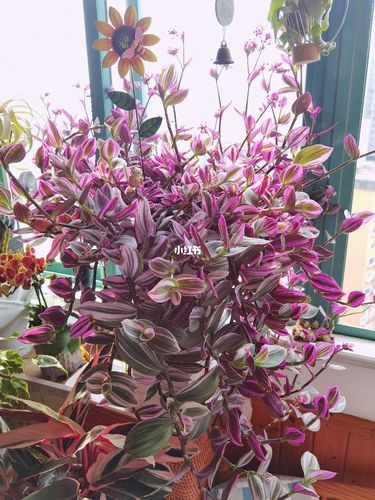 一颗努力把自己长成爬山虎的婚礼油画吊兰_油画_婚礼