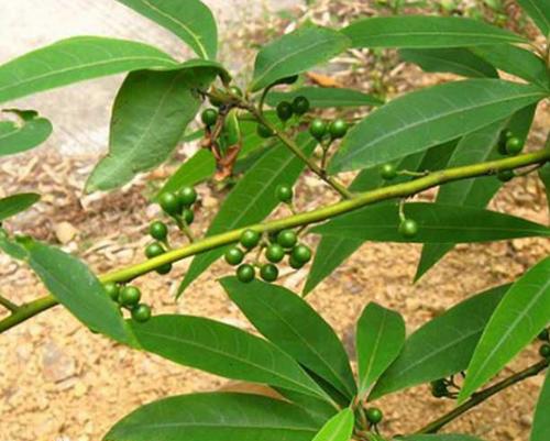《全国中草药汇编》:山苍子