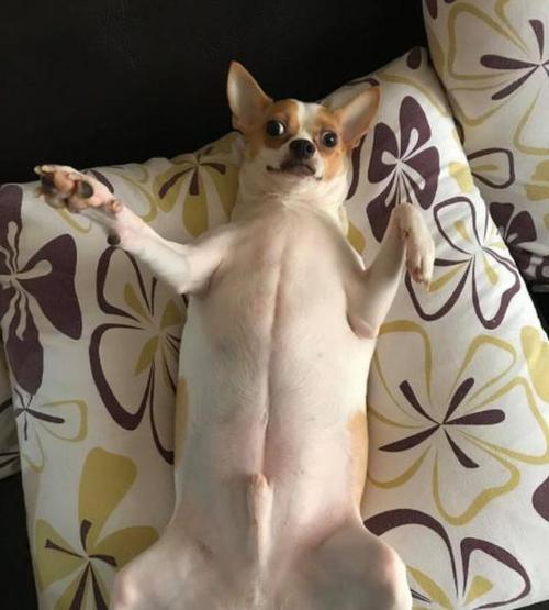 吉娃娃与比特犬杂交出新品种,网友:暴脾气加攻击力,这