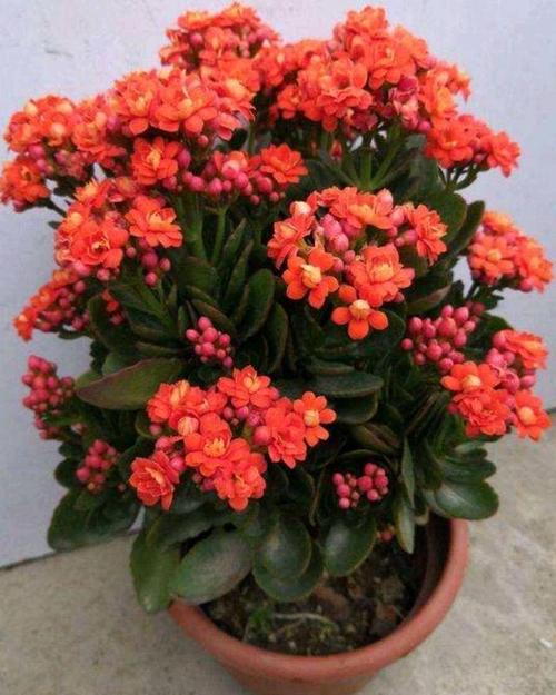 长寿花真的会致癌吗?卧室能不能放呢?