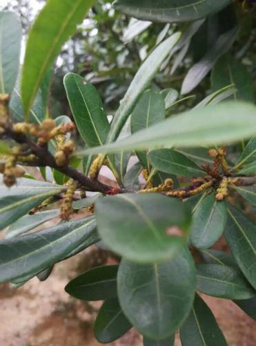 自家种的杨梅树已经开花结小杨梅了,听老一辈的人说杨梅开花只有在