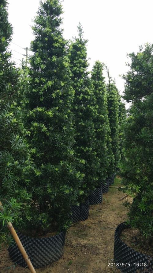 塔形罗汉松可作绿篱孤植 四季常青庭院风景树罗汉松柱